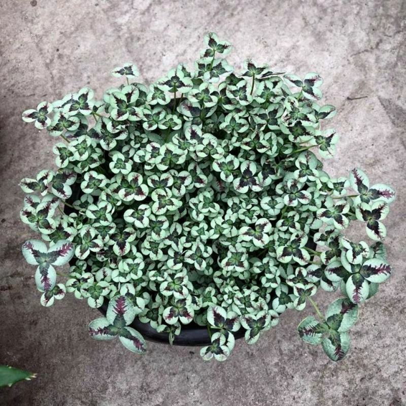 三叶草花苗幸运草熔岩酢浆草盆栽耐寒植物彩叶观叶绿植花卉