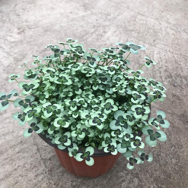 三叶草花苗幸运草熔岩酢浆草盆栽耐寒植物彩叶观叶绿植花卉
