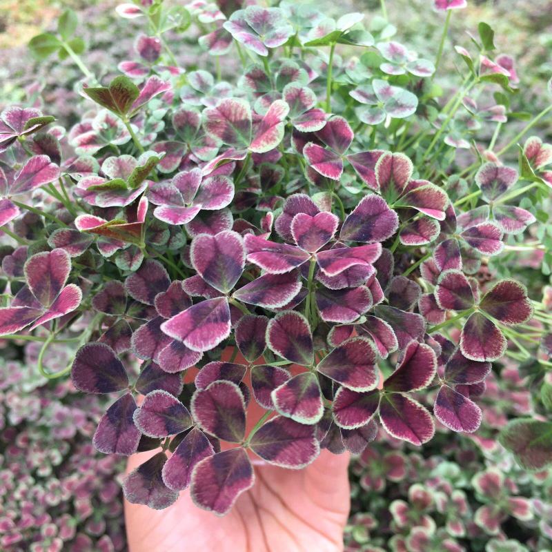 三叶草花苗幸运草熔岩酢浆草盆栽耐寒植物彩叶观叶绿植花卉
