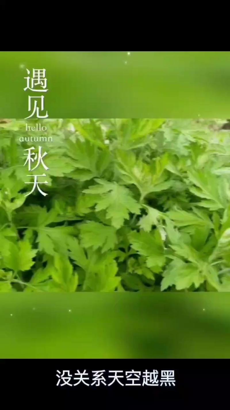 端午节挂门艾草，李时珍故乡正宗蕲艾，药效更强含精油量更多