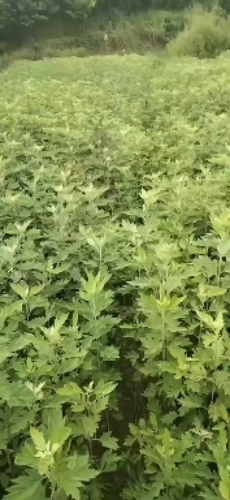 端午节挂门艾草，李时珍故乡正宗蕲艾，药效更强含精油量更多