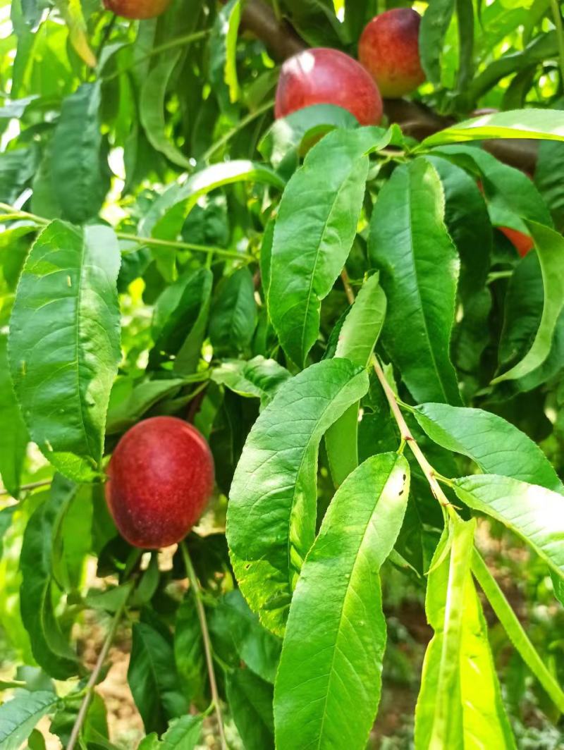 我们嵯峨山下的中油12特甜油桃大量上市