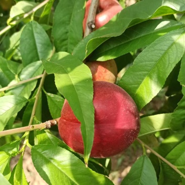 我们嵯峨山下的中油12特甜油桃大量上市