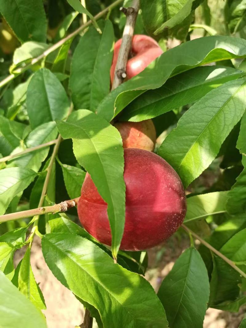 我们嵯峨山下的中油12特甜油桃大量上市