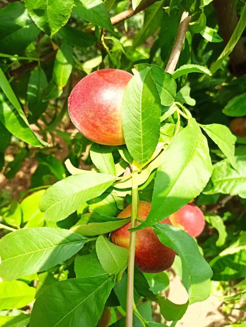 我们嵯峨山下的中油12特甜油桃大量上市