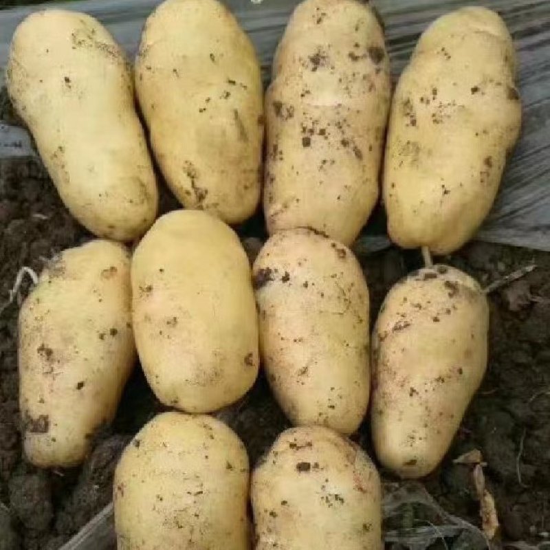 通许荷兰十五土豆中薯希森大量上市可供电商商超