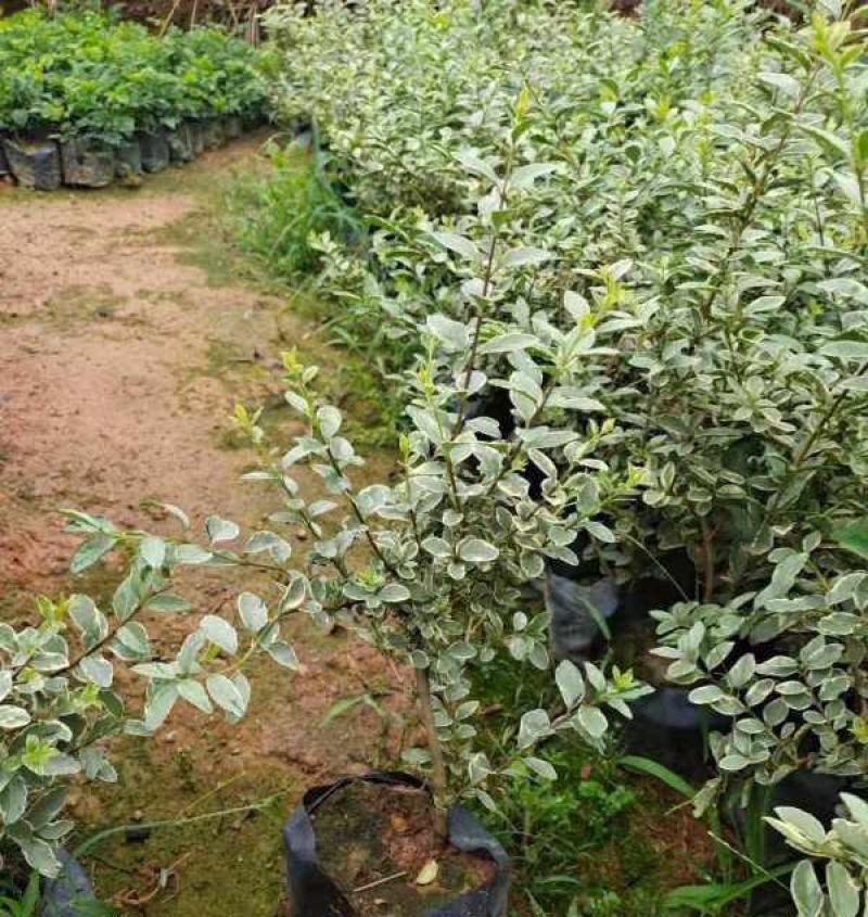 银姬小蜡花叶女贞金姬小蜡彩叶植物阳台庭院办公室盆栽绿植