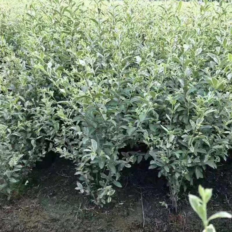 银姬小蜡花叶女贞金姬小蜡彩叶植物阳台庭院办公室盆栽绿植