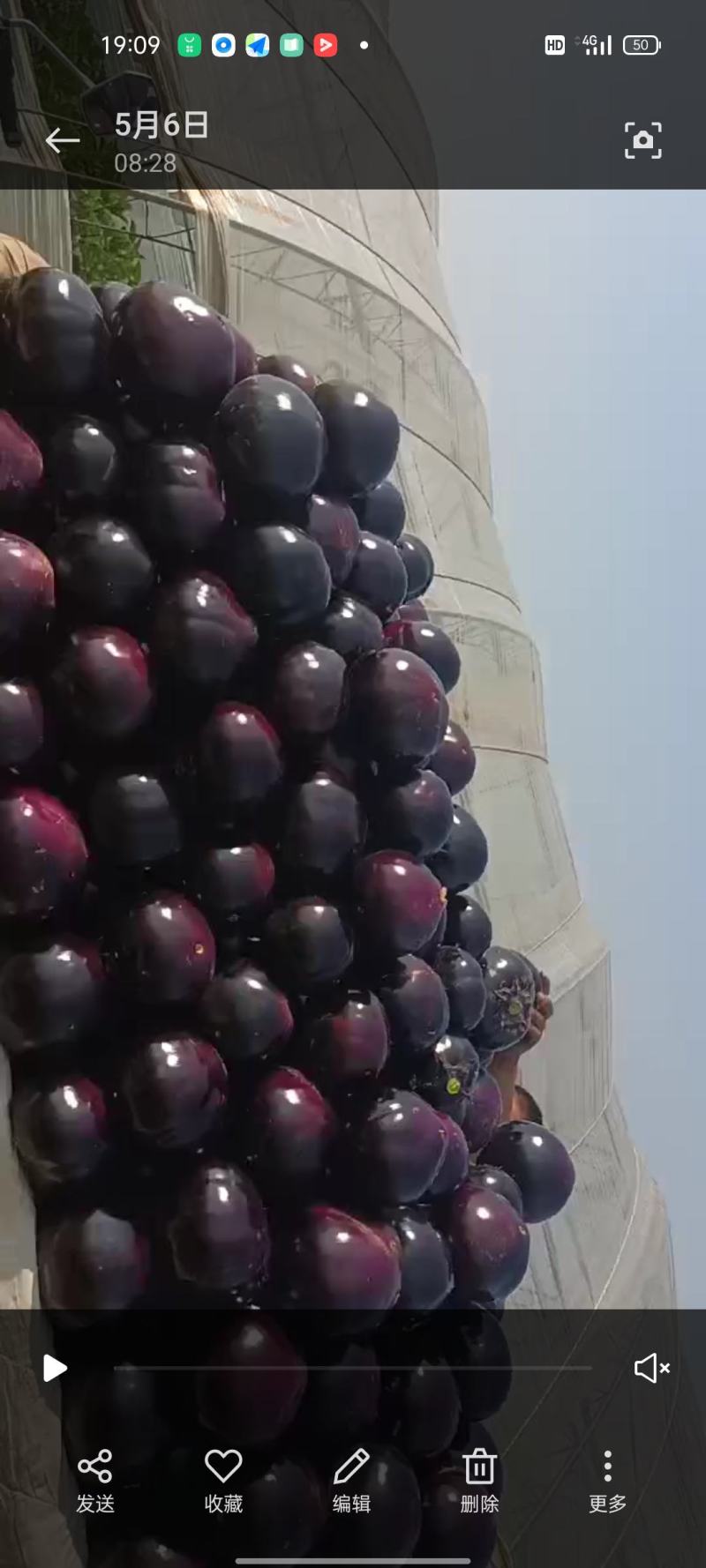 紫光圆茄