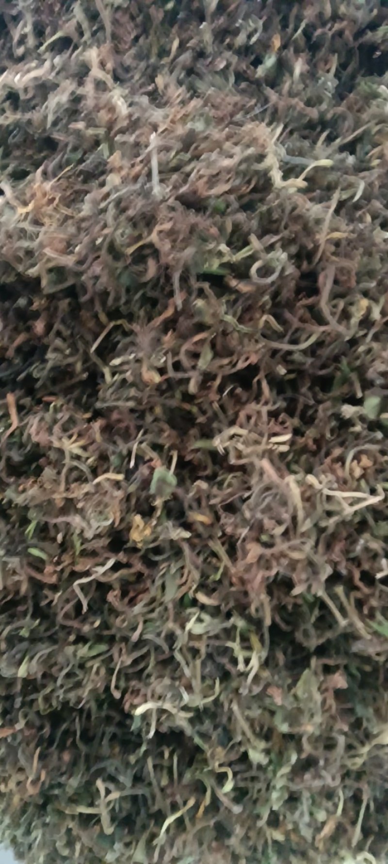 野生带毛金银花