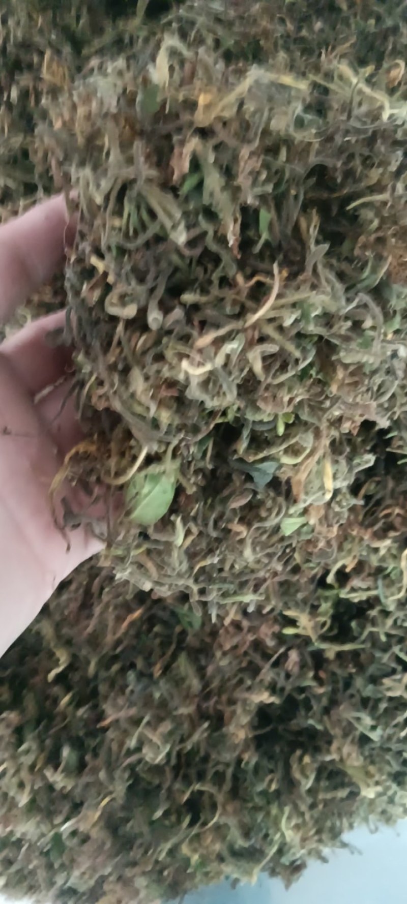野生带毛金银花