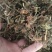 野生带毛金银花