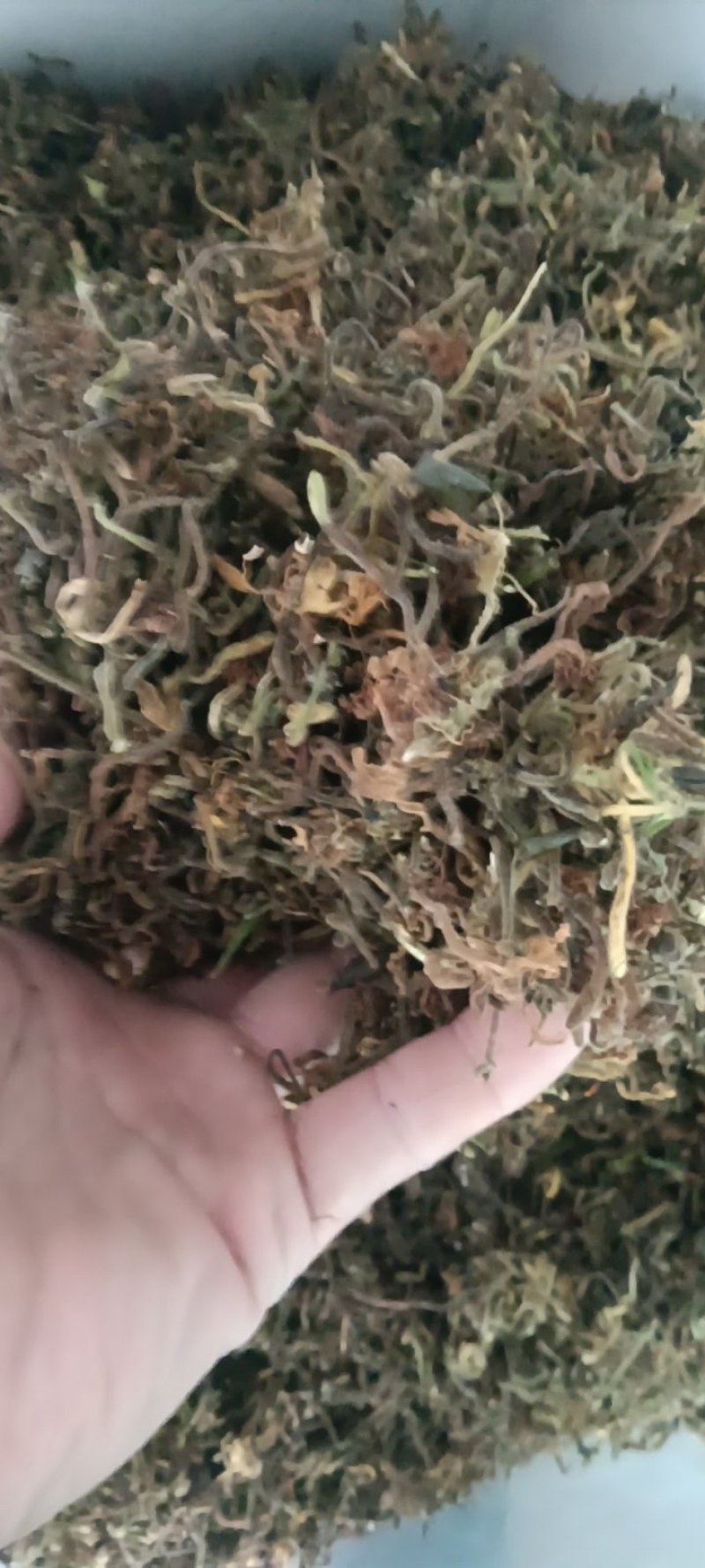 野生带毛金银花