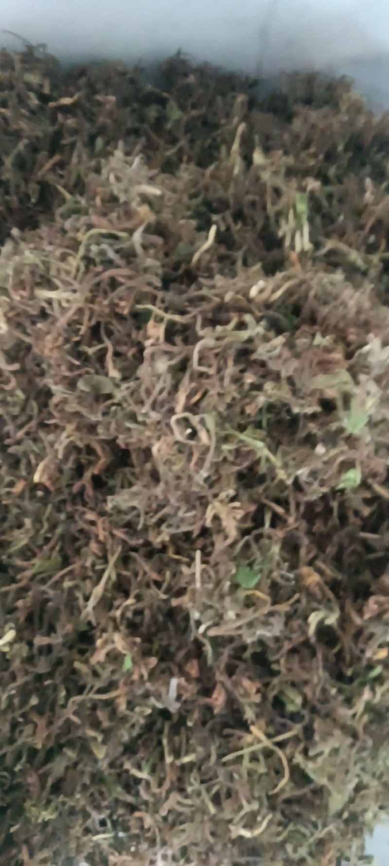 野生带毛金银花
