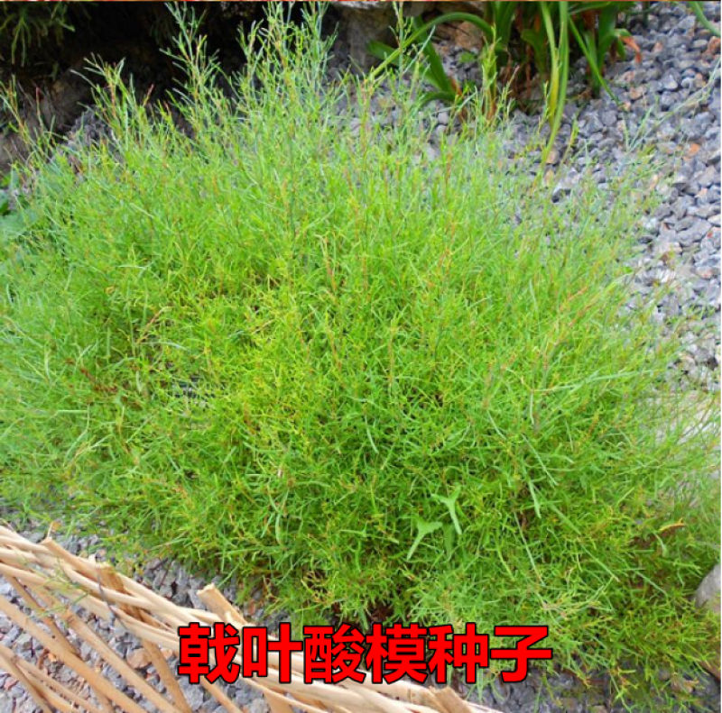 戟叶酸模种子林木种籽四季边坡护坡矿山生态修复恢复用种灌木