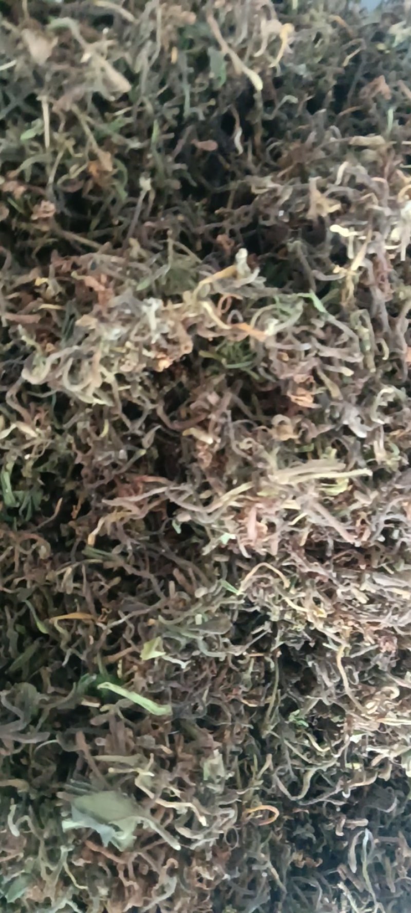 野生带毛金银花