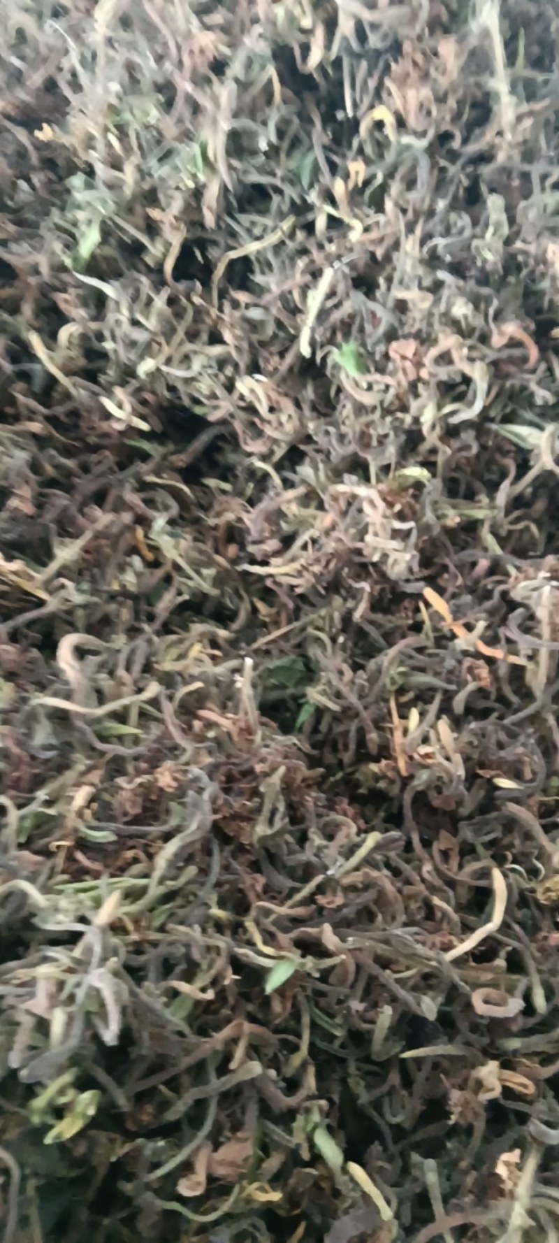 野生带毛金银花