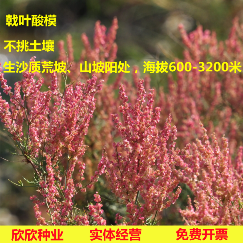 戟叶酸模种子林木种籽四季边坡护坡矿山生态修复恢复用种灌木