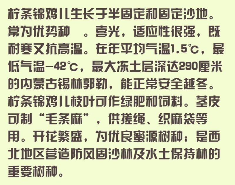 柠条籽拧条锦鸡儿荒漠防风固土沙林水土干旱护坡小灌木白柠条