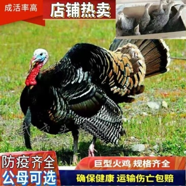 脱温贝蒂纳火鸡苗半斤到一斤左右