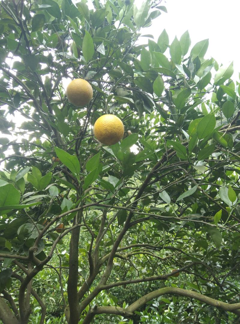 夏橙，次果，尾果，广西高山橙子，味美，汁多，皮色差点