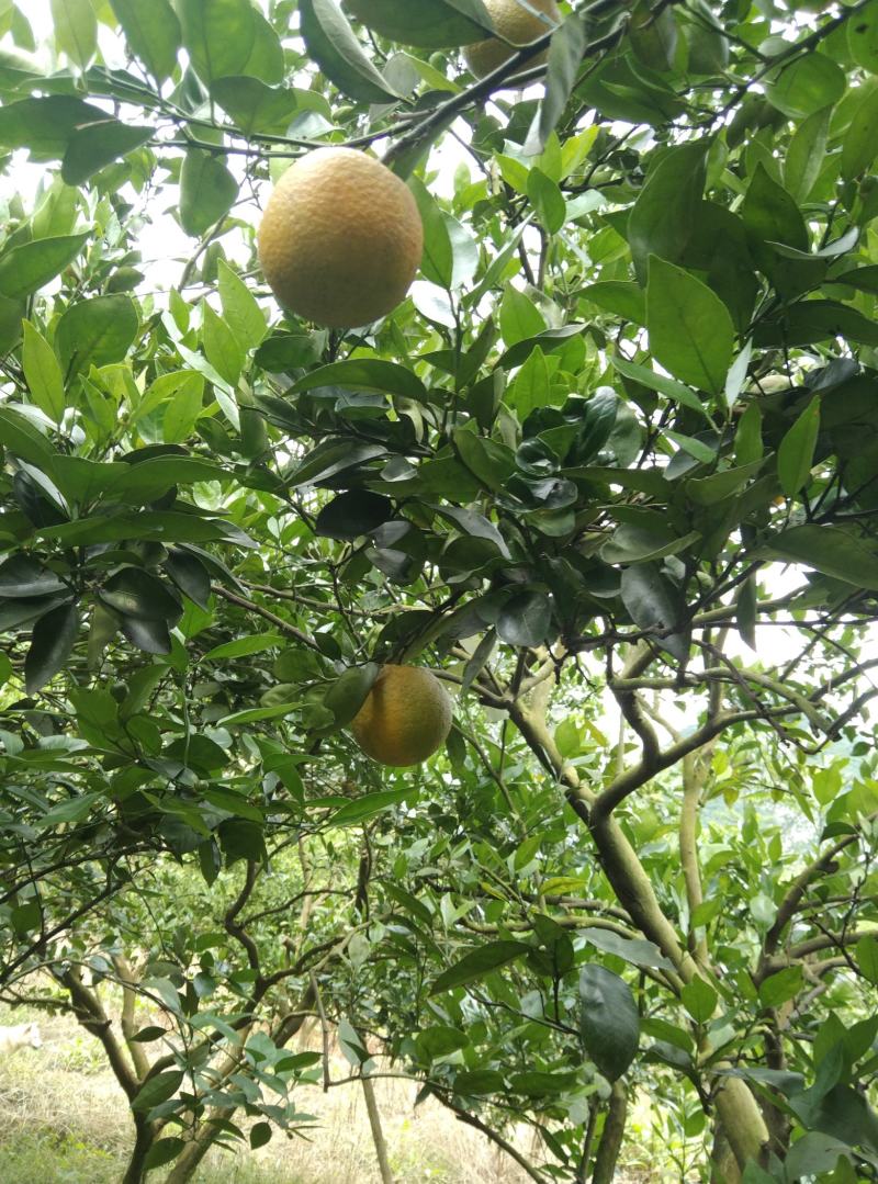 夏橙，次果，尾果，广西高山橙子，味美，汁多，皮色差点