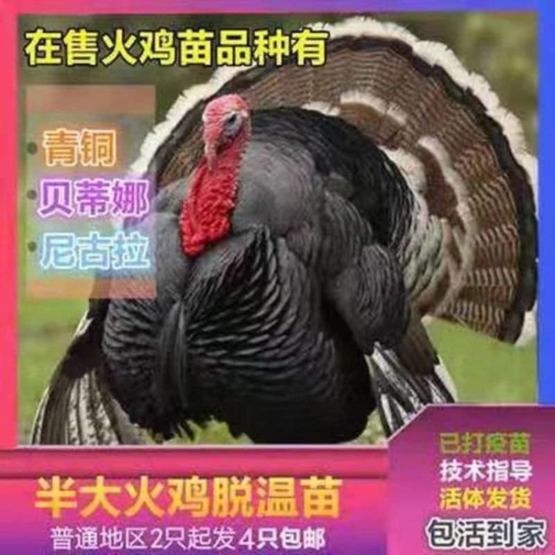 脱温贝蒂纳火鸡苗半斤到一斤左右