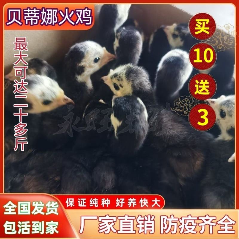 脱温贝蒂纳火鸡苗半斤到一斤左右