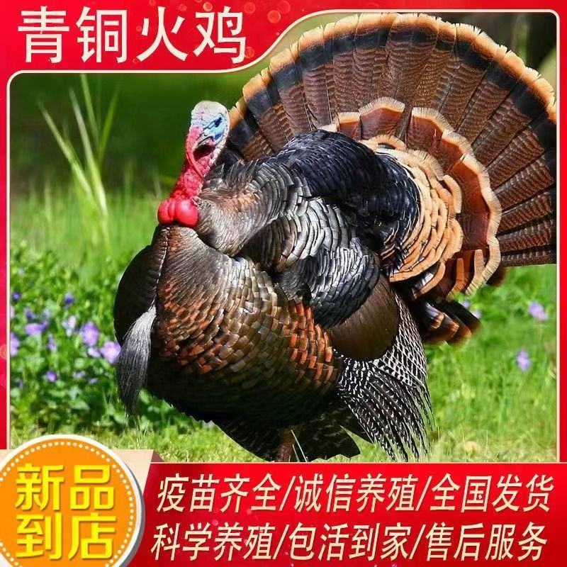 脱温贝蒂纳火鸡苗半斤到一斤左右