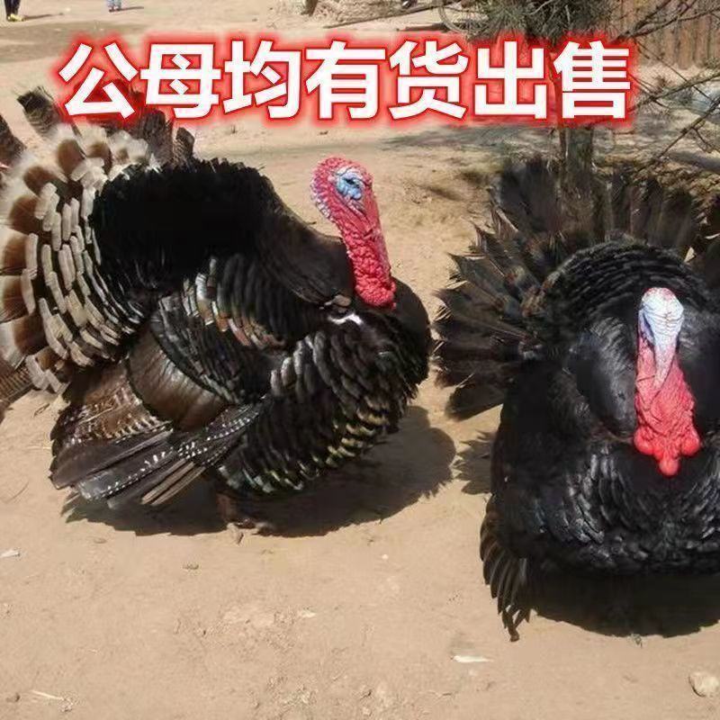 脱温贝蒂纳火鸡苗半斤到一斤左右