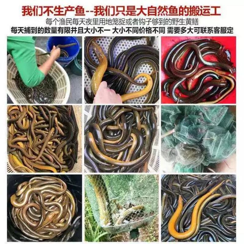 江苏盛源水产品批发零售主营小龙虾大闸蟹鳝鱼泥鳅甲鱼等产品
