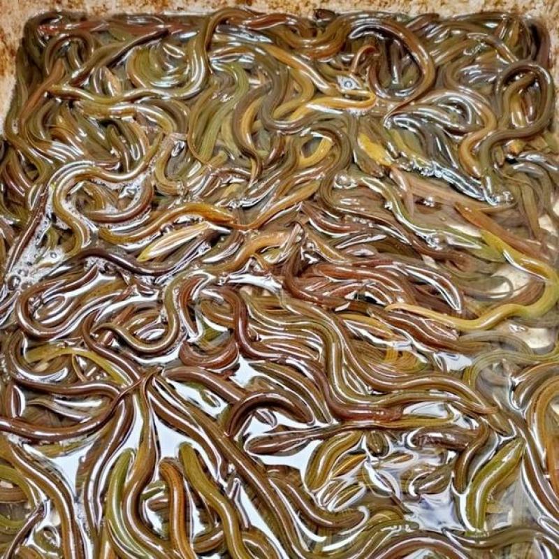 江苏盛源水产品批发零售主营小龙虾大闸蟹鳝鱼泥鳅甲鱼等产品