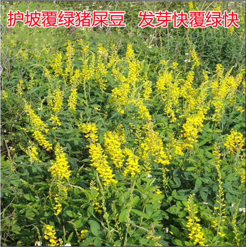 戟叶酸模种子林木种籽四季边坡护坡矿山生态修复恢复用种灌木
