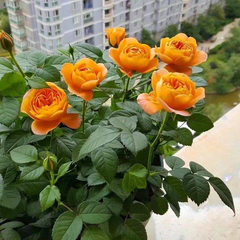 果汁阳台月季花苗盆栽带花苞四季开花大花浓香室内外好养花卉