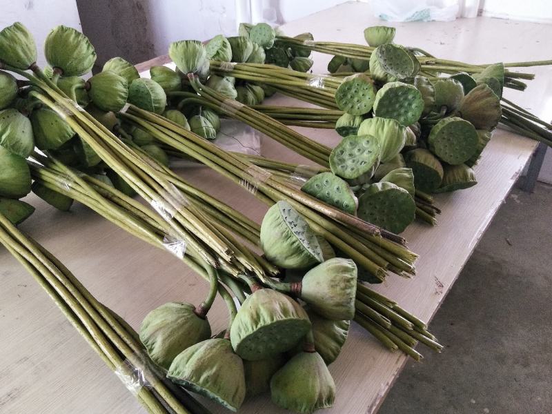 水果莲蓬，青莲子，产地价格。整车，零单都可发货