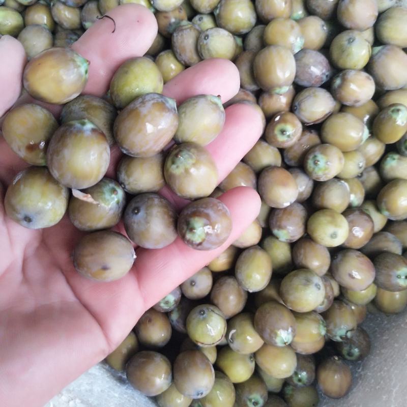 新鲜草莲花莲子产地直供精心筛选过筛价
