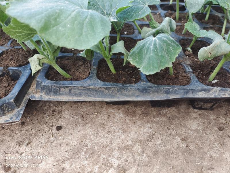 冬瓜苗，基地直供青皮冬瓜，精品种植育苗穴盘苗