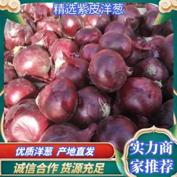 洋葱，紫皮洋葱。红皮洋葱，八零以上大量供应。