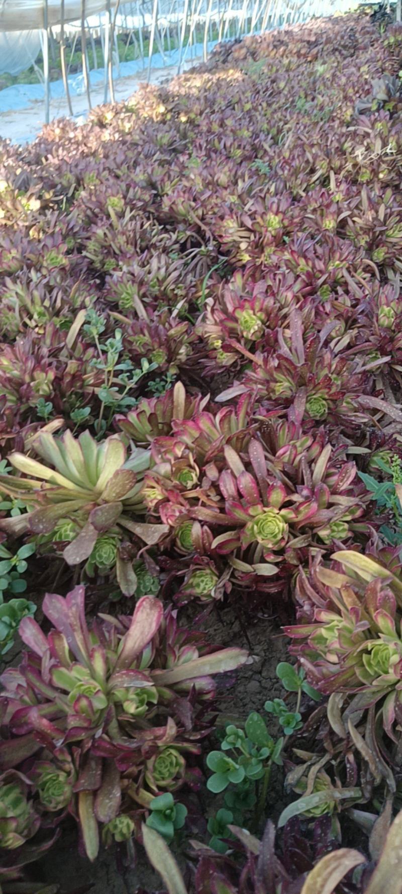 红覆轮法师老桩手捧花，多肉植物盆栽，法师基地直发特价批发