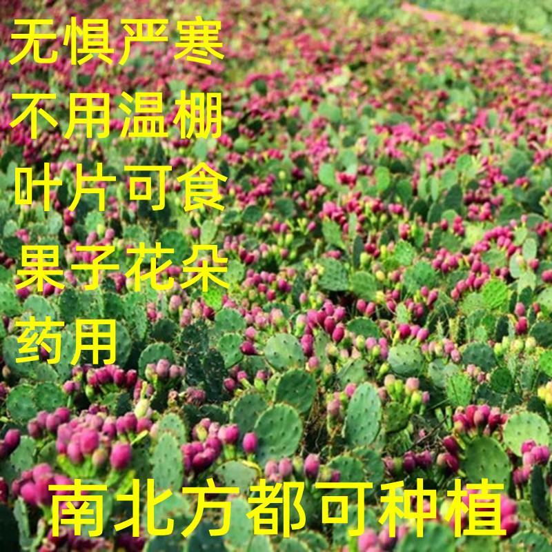 【推荐】仙人掌果苗会开花结果有药用价值基地直销售