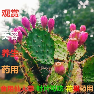 【推荐】仙人掌果苗会开花结果有药用价值基地直销售