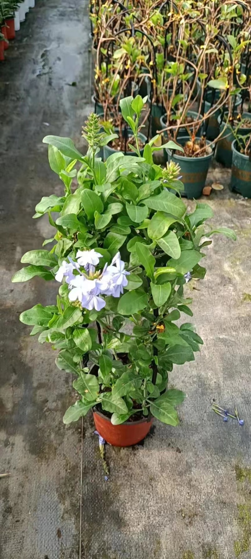 蓝雪花草本盆栽养护简单花期长可绿化量大优惠