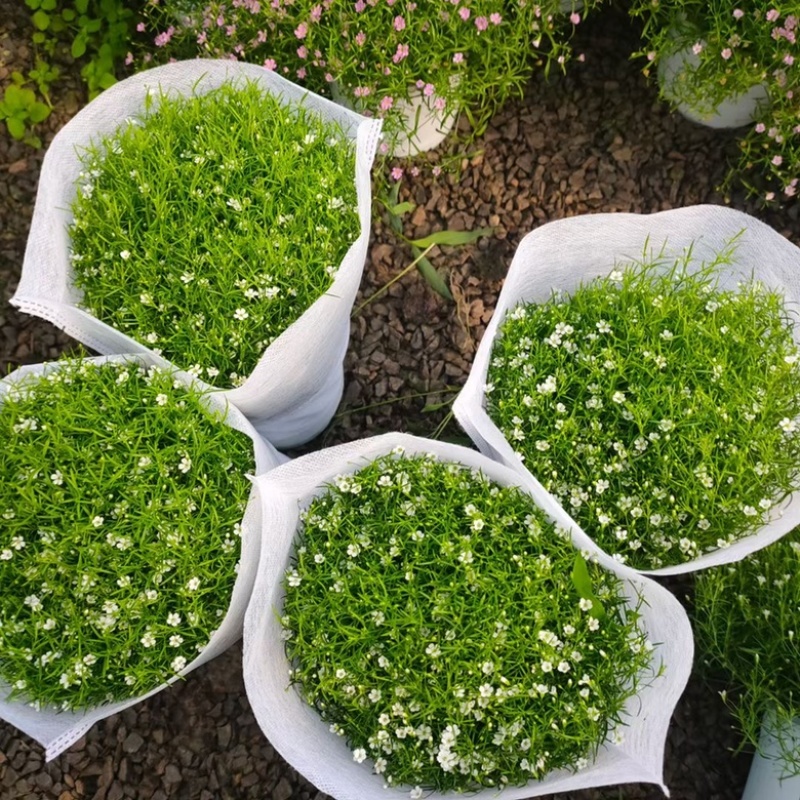 婚纱满天星盆花基地出货一手货源量大优惠整件发货