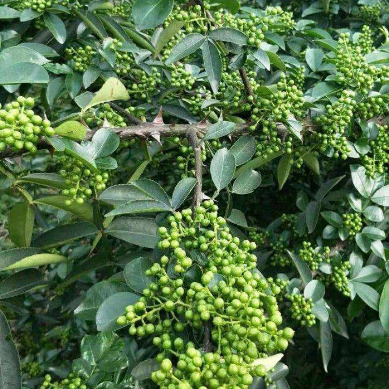 青椒