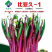 比亚久-1红菜苔种子，35天采收，亮紫红色，甜脆可口