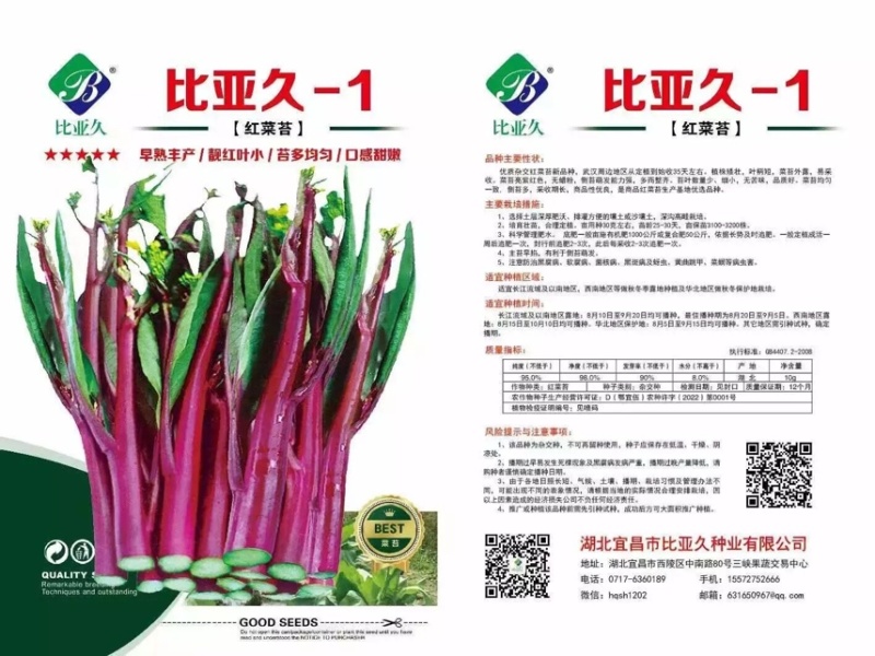 比亚久-1红菜苔种子，35天采收，亮紫红色，甜脆可口