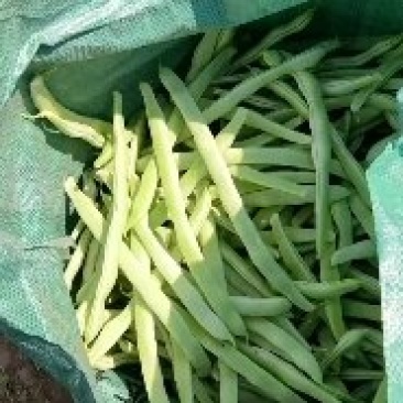 白芸豆主产地一手货源