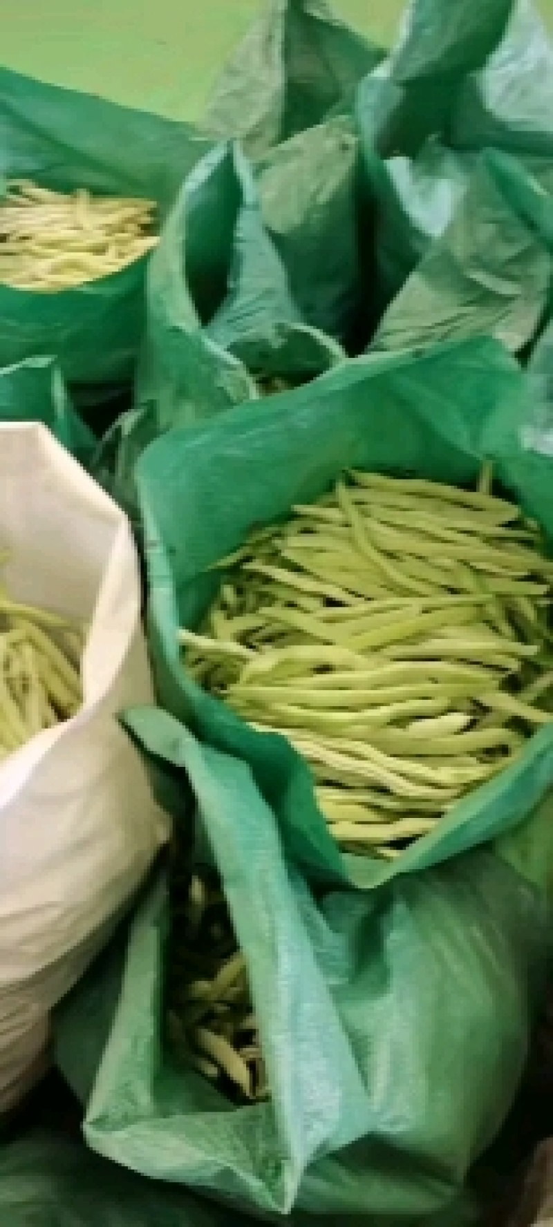 白芸豆主产地一手货源