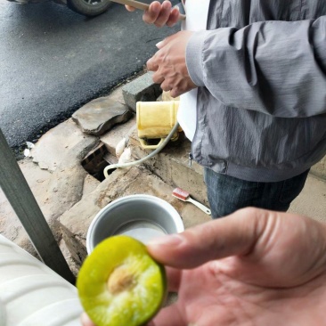 六马清脆李