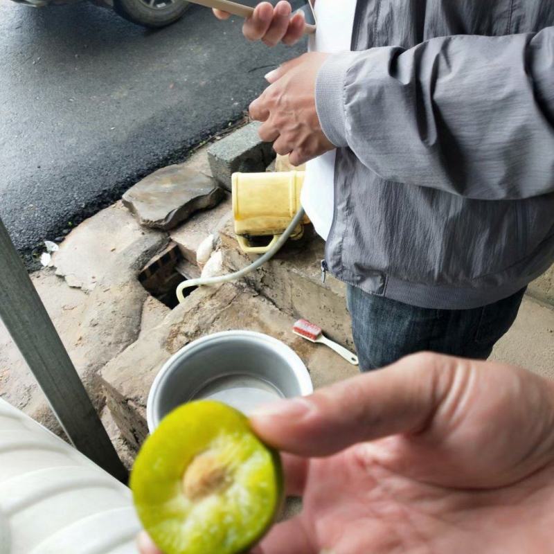六马清脆李